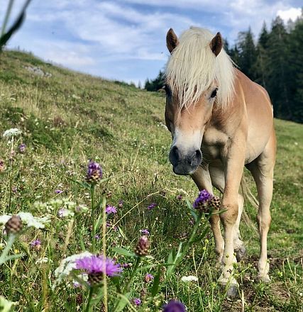 Ein braunes Pferd mit heller Mähne steht auf einer grünen Wiese mit bunten Blumen, umgeben von hügeliger Landschaft und blauem Himmel im Hintergrund.