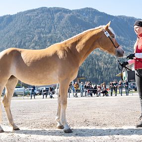 Eine Person führt ein hellbraunes Pferd mit heller Mähne auf einem Platz vor einer Bergkulisse. Im Hintergrund sind Zuschauer und Bäume zu sehen.