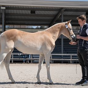 Ein Haflinger-Jährling steht in einem Außenbereich mit einem Betreuer, während er begutachtet wird. Der Hintergrund zeigt leere Tribünenplätze.