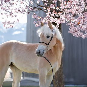 Ein blondes Pferd steht neben einem blühenden Kirschbaum. Der Himmel ist im Hintergrund blau, und die Atmosphäre wirkt friedlich und idyllisch.