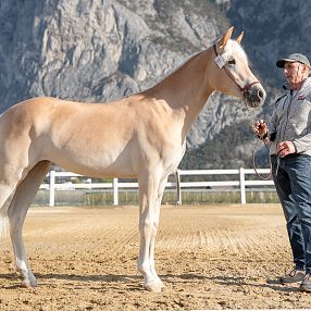 Ein beige Pferd steht auf einem Sandplatz vor einer Bergkulisse. Ein Mann führt es am Halfter. Der Himmel ist klar, und der Hintergrund zeigt hohe Felsen.