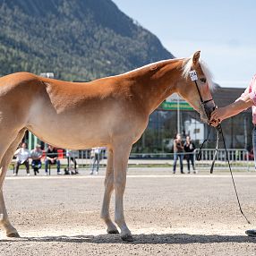 Ein Mann in rosa Hemd präsentiert ein braunes Pferd auf einem Schotterplatz vor einer Bergkulisse. Im Hintergrund stehen Zuschauer.
