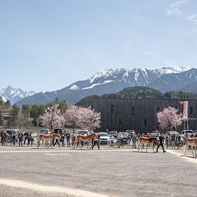 Menschen und Haflinger-Jährlinge bei einer Beurteilung im Freien, im Hintergrund blühende Bäume und schneebedeckte Berge unter blauem Himmel.