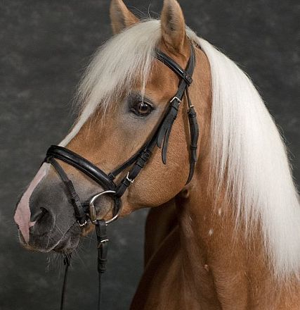 Nahaufnahme eines schönen braunen Pferdes mit weißer Mähne und schwarzem Zaumzeug, das nach links schaut. Der Hintergrund ist dunkelgrau.
