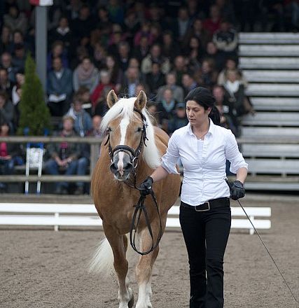Donna conduce un cavallo biondo con criniera bianca in un'arena affollata. Indossa una camicia bianca e guanti neri. Tra di loro c'è un pubblico sullo sfondo.