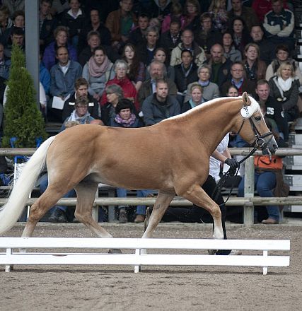 Un cavallo con manto dorato e criniera bianca cammina in un recinto durante una gara, mentre il pubblico osserva seduto sugli spalti.