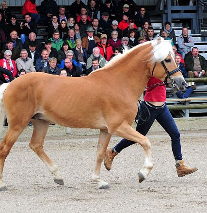 Una donna conduce un cavallo marrone chiaro in un'arena all'aperto, davanti a un pubblico seduto sugli spalti in un giorno nuvoloso.
