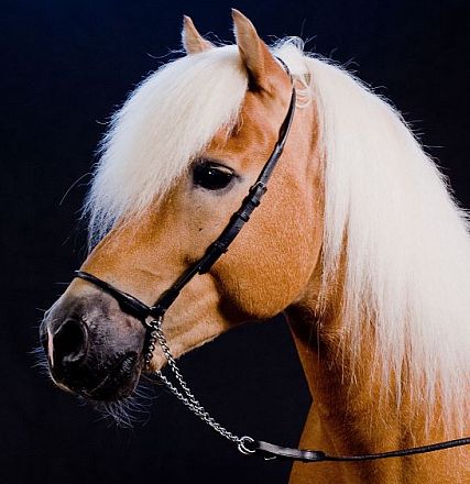 Cavallo Haflinger marrone chiaro con criniera bianca, indossa una briglia nera. Sfondo nero che esalta il contrasto dei colori dell'animale.