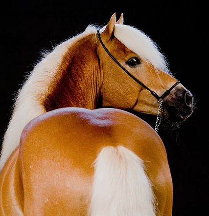 A close-up of a brown horse with a white mane and tail, facing sideways. The horse's shiny coat and elegant pose highlight its muscular structure.