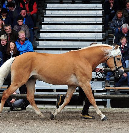 Cavallo biondo con criniera bianca cammina davanti a una folla seduta su gradinate all'aperto. Il cavallo sembra essere in mostra o in gara.