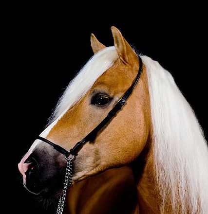 Ein elegantes Pferd mit goldbraunem Fell und weißer Mähne blickt nach rechts. Das Tier trägt ein schwarzes Halfter vor einem schlichten, dunklen Hintergrund.