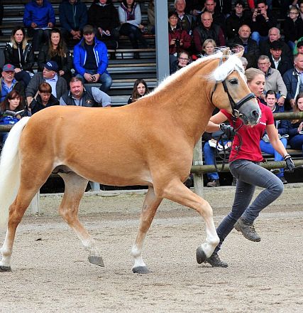 Ein blondes Pferd, vermutlich ein Haflinger, wird auf einem sandigen Platz von einer Person in rotem Shirt im Trab geführt. Zuschauer sitzen im Hintergrund.