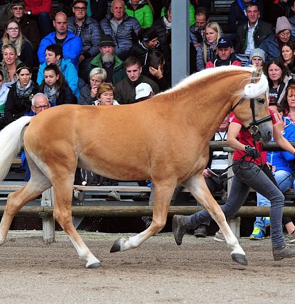 Haflinger-Pferd mit hellem Fell und weißer Mähne wird von einer Person an einem Zaumzeug geführt. Zuschauer sitzen im Hintergrund auf einer Tribüne.