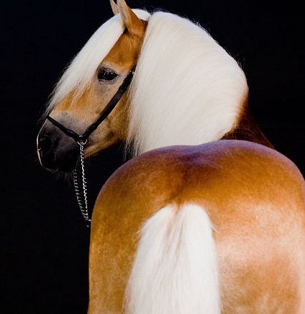 Ein elegantes Pferd von hinten mit glänzendem, kastanienbraunem Fell und langem, weißem Haar, das den Kopf leicht zur Seite neigt, vor schwarzem Hintergrund.