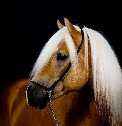 Cavallo marrone chiaro con criniera bionda e lunga, ritratto in studio su sfondo nero, indossa una briglia nera.