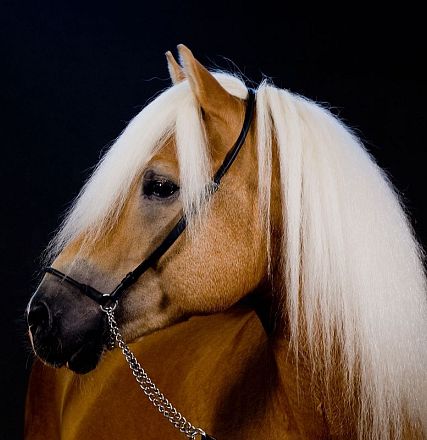 Ein edles Pferd mit goldbraunem Fell und langer, heller Mähne steht vor einem dunklen Hintergrund. Das Pferd trägt ein einfaches schwarzes Halfter.