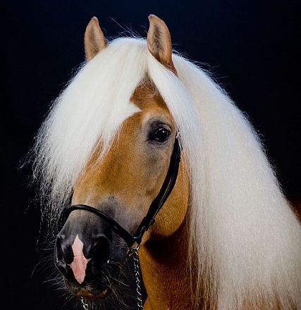 Nahaufnahme eines braunen Pferdes mit langer, weißer Mähne vor schwarzem Hintergrund. Das Pferd trägt ein schwarzes Zaumzeug.