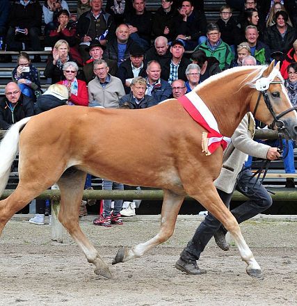 Un cavallo marrone chiaro con criniera bianca e una fascia rossa e bianca viene condotto in un'arena affollata. Spettatori seduti in tribuna.