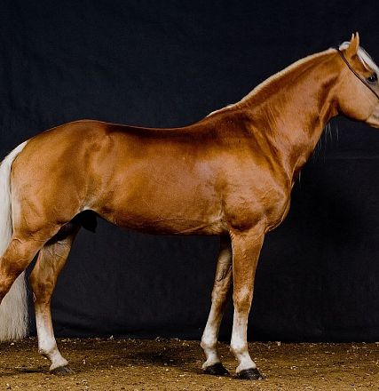 Un cavallo marrone chiaro con criniera e coda bianche si trova su uno sfondo nero. Il cavallo ha una postura elegante e indossa un'imbracatura semplice.
