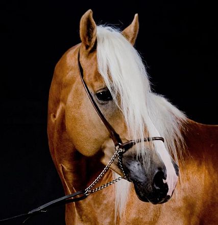 A beautiful brown horse with a long white mane, standing against a dark background. The horse is wearing a bridle, showcasing its graceful posture.