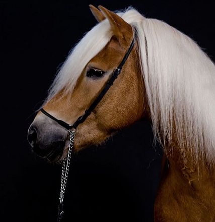 Profilo di un elegante cavallo marrone chiaro con una lunga criniera bianca su sfondo nero, indossando un morbido capestro nero con catena.