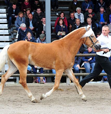 Un cavallo marrone chiaro con criniera bianca viene guidato da un uomo in un'area di esposizione, mentre il pubblico osserva dalle tribune.