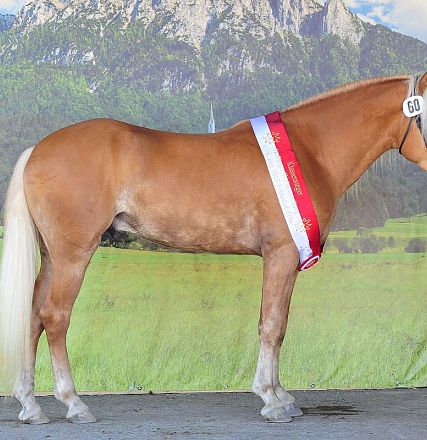 Ein prächtiges braunes Pferd mit weißer Mähne und Schweif steht seitlich, geschmückt mit einer roten Schärpe, vor einer malerischen Bergkulisse.