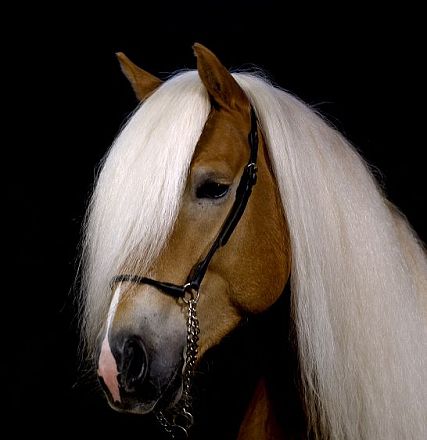 Porträt eines Pferdes mit langem weißem Fell und braunem Kopf auf schwarzem Hintergrund. Das Pferd trägt ein schwarzes Zaumzeug.
