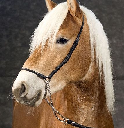 Ein hübsches braunes Pony mit weißer Mähne und schwarzem Halfter blickt zur Seite. Der Hintergrund ist dunkelgrau.