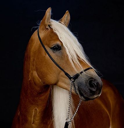 Nahaufnahme eines braunen Pferdes mit langer, weißer Mähne und schwarzem Halfter vor schwarzem Hintergrund. Elegantes und majestätisches Erscheinungsbild.