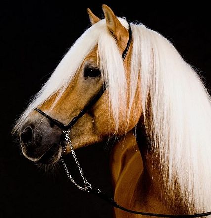 A light brown horse with a long, flowing white mane, wearing a black bridle against a dark background, exhibiting a graceful and noble stance.