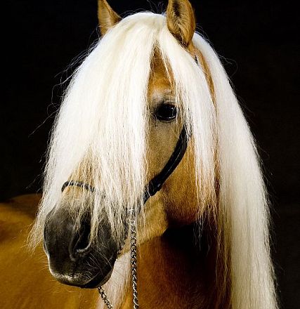 Un cavallo con un mantello dorato e una lunga criniera bianca, fotografato di profilo su uno sfondo scuro. Indossa una briglia nera elegante.