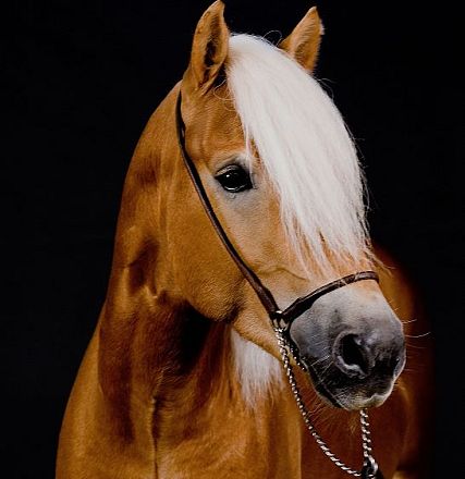 Nahaufnahme eines Haflingers mit braunem Fell und weißer Mähne auf schwarzem Hintergrund. Das Pferd trägt ein einfaches Halfter und blickt zur Seite.