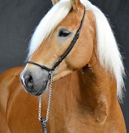 Cavallo Haflinger dal manto marrone chiaro con criniera bianca e lunga, indossa una briglie nere. Sfondo grigio scuro.