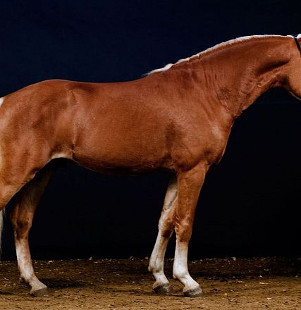 Cavallo marrone chiaro con criniera e coda bianche, in posizione laterale su sfondo nero. Dettagli ben visibili, illustrando eleganza e forza.