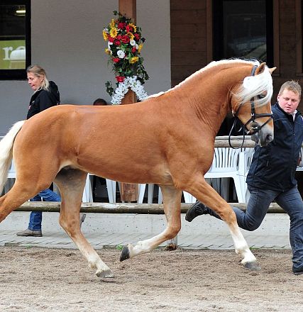 Un cavallo dal manto marrone chiaro con criniera bianca viene guidato da un uomo in una competizione. Persone sedute sullo sfondo osservano.