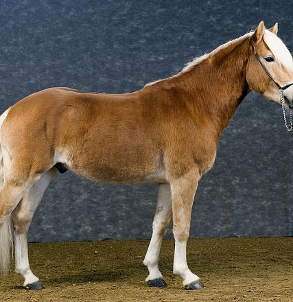A brown and white horse stands on a sandy surface against a dark background. The horse is facing right, wearing a bridle, showcasing its strong build.