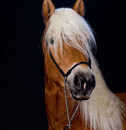 Ein elegantes Pferd mit goldenem Fell und heller Mähne steht vor einem dunklen Hintergrund. Es trägt ein schwarzes Halfter und blickt aufmerksam nach vorne.