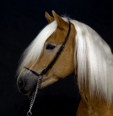 A majestic brown horse with a long, flowing white mane and a black bridle against a dark background, showcasing elegance and beauty.