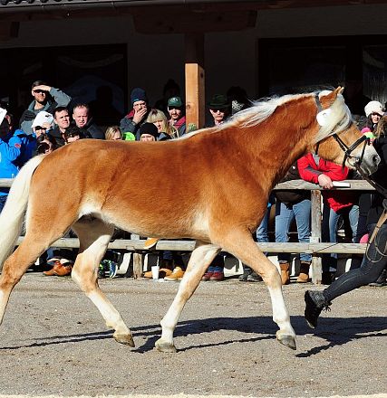 A horse with a light brown coat and white mane is being led by a person past a group of spectators at an outdoor event.