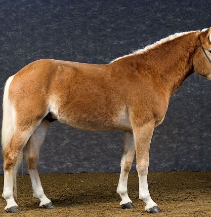 A chestnut-colored horse with a white mane and tail stands on a textured surface against a gray backdrop. The horse is facing left, showcasing its profile.