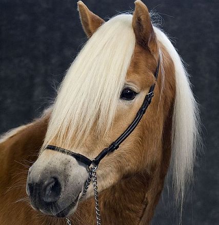 A brown horse with a long white mane, wearing a black bridle against a dark background. The horse is facing slightly to the left, showcasing its profile.