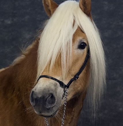 Un cavallo marrone chiaro con una lunga criniera bianca, indossa un finimento nero, su uno sfondo scuro. Sguardo gentile e tranquillo.