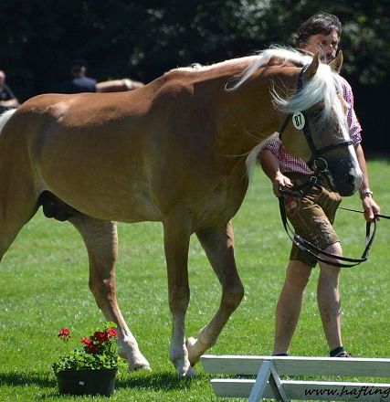 A handler walks a light brown horse with a white mane in a grassy outdoor setting during a horse show. Flowers and other horses are visible in the background.