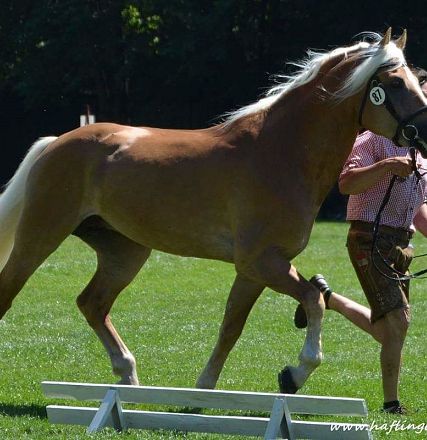 A Haflinger horse with a shiny golden coat and white mane trots gracefully alongside a person in traditional attire on a sunny day at an outdoor event.