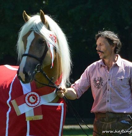 A man leads a beautifully groomed horse wearing a red blanket adorned with ribbons in a sunny outdoor setting.