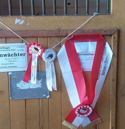 Stable door adorned with ribbons and award plaques, including a sign with the name 'Sternwächter.' The setup suggests a celebrated horse inside.