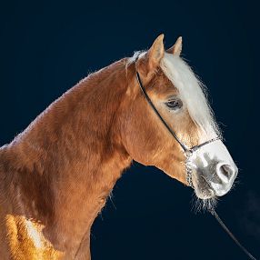 3jähriger Hengst Hengstkörung 2026 Fohlenhof Ebbs