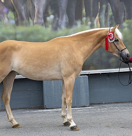 Eine Frau in roter Jacke steht lächelnd neben einem hellbraunen Pferd mit roter Schleife im Zaumzeug. Das Bild zeigt eine freundliche Begegnung.