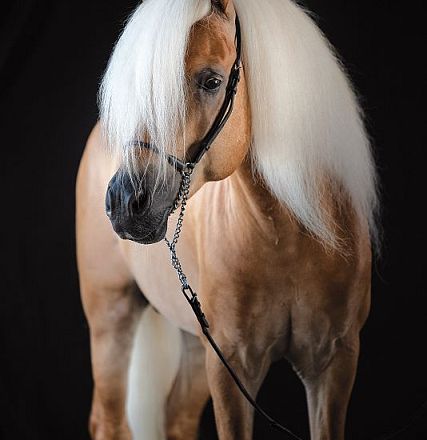 A beautiful horse with a light tan coat and long white mane, standing against a dark background. The horse wears a simple black bridle.